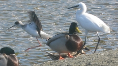 DSCN2186：セイタカシギ他