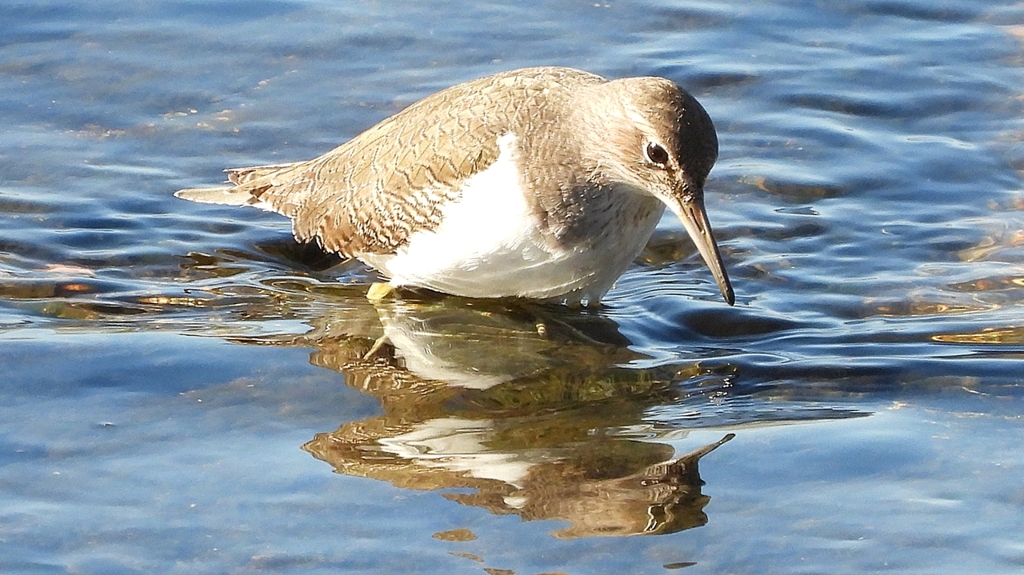 DSCN1213：イソシギ