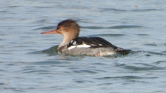 DSCN3249：ウミアイサ（オス）