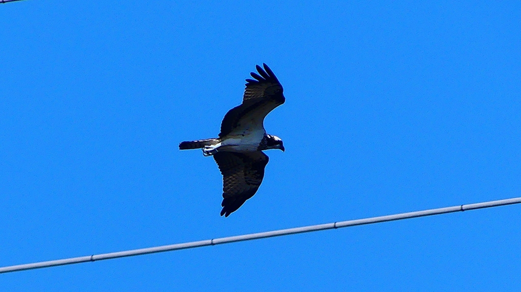 P2270478：飛ぶミサゴ