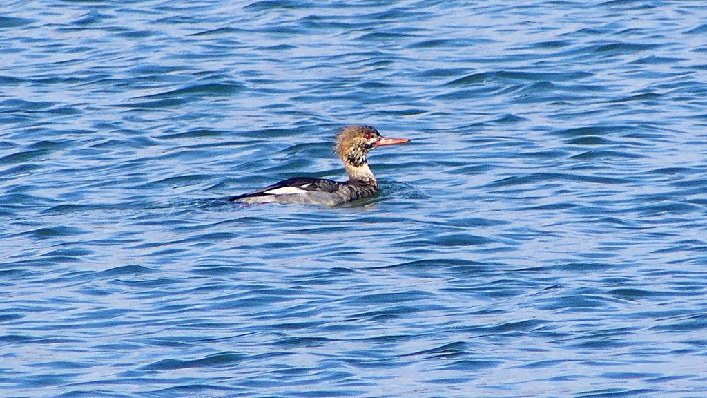 P2410753：ウミアイサ