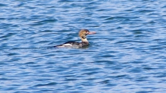 P2410753：ウミアイサ