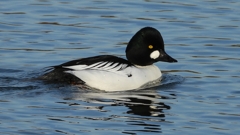 DSCN2541：ホオジロガモ（オス）