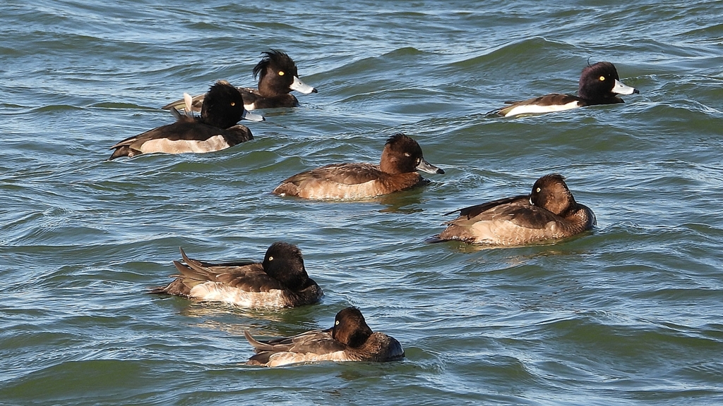 DSCN0905：キンクロハジロ