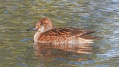 DSCN7892：トモエガモ（メス）