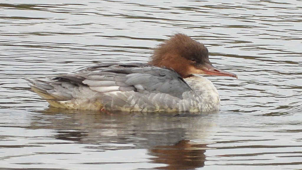 DSCN3488：カワアイサ（メス）