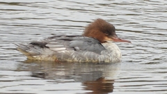 DSCN3488：カワアイサ（メス）