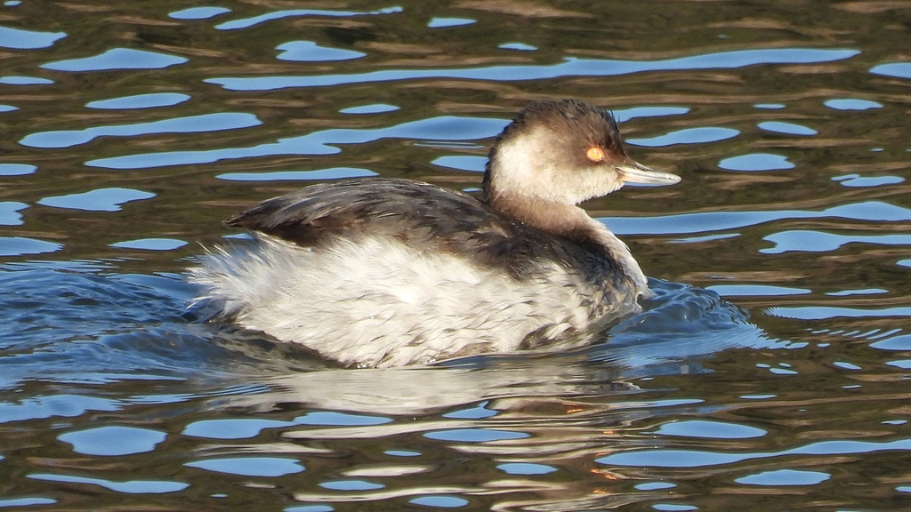 DSCN5941：ハジロカイツブリ