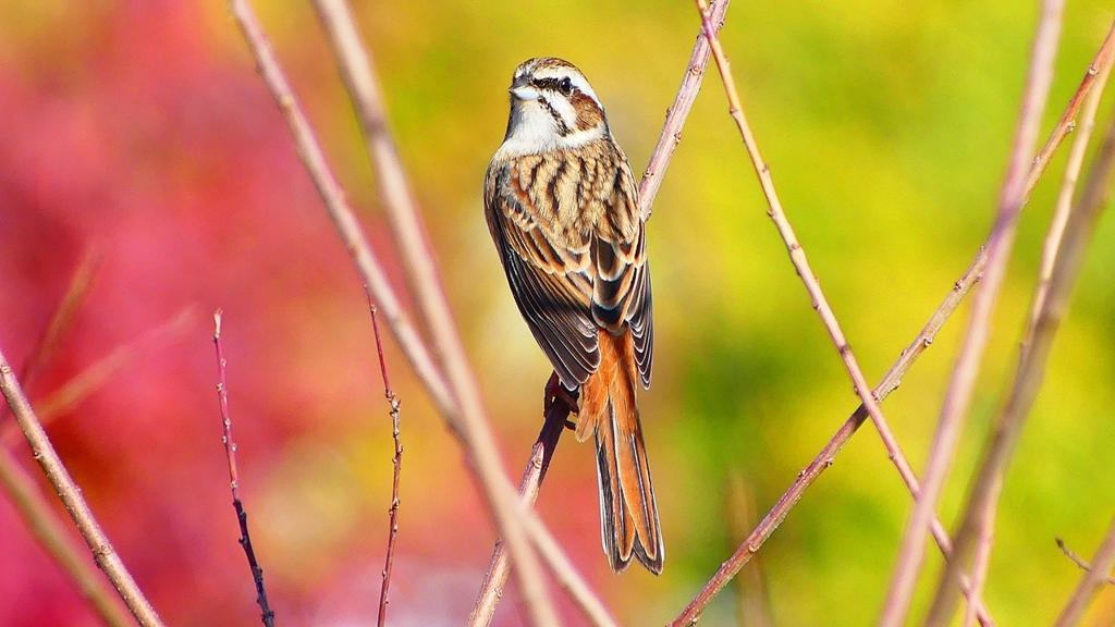 P2390311：ホオジロ（メス）