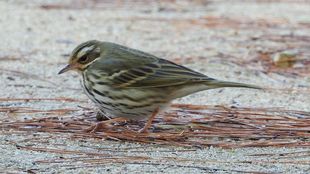 DSCN8249：ビンズイ