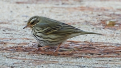 DSCN8249：ビンズイ