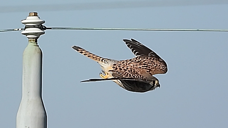 DSCN6597：チョウゲンボウ飛び出す
