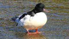 DSCN1509：カワアイサ（オス）