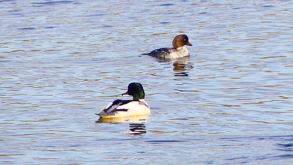 P2410285：カワアイサ、ホオジロガモ