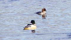 P2410285：カワアイサ、ホオジロガモ