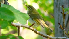 P2320077：ムシクイ