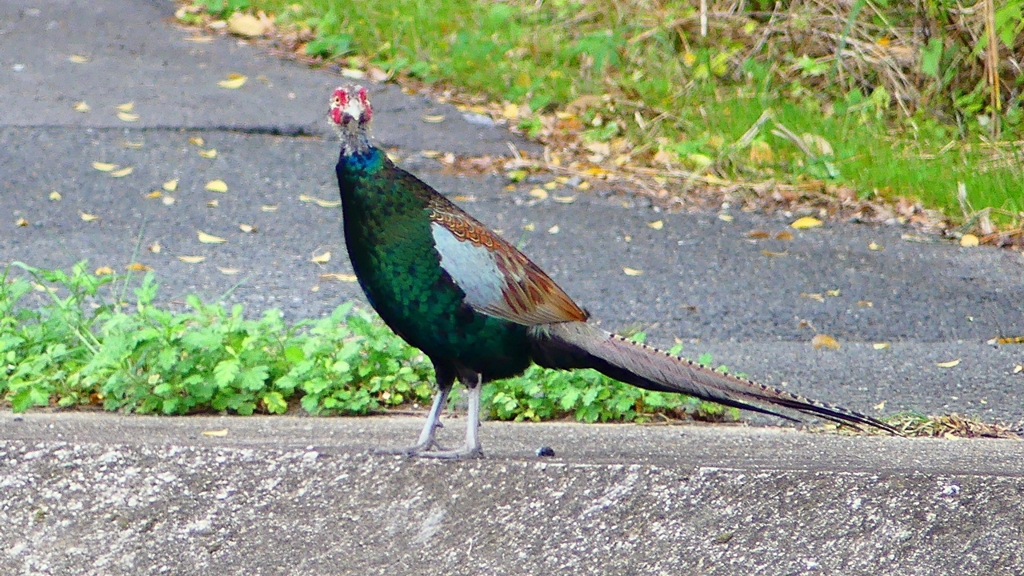 P2280500：キジ（オス若鳥）