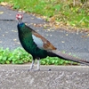 P2280500：キジ（オス若鳥）