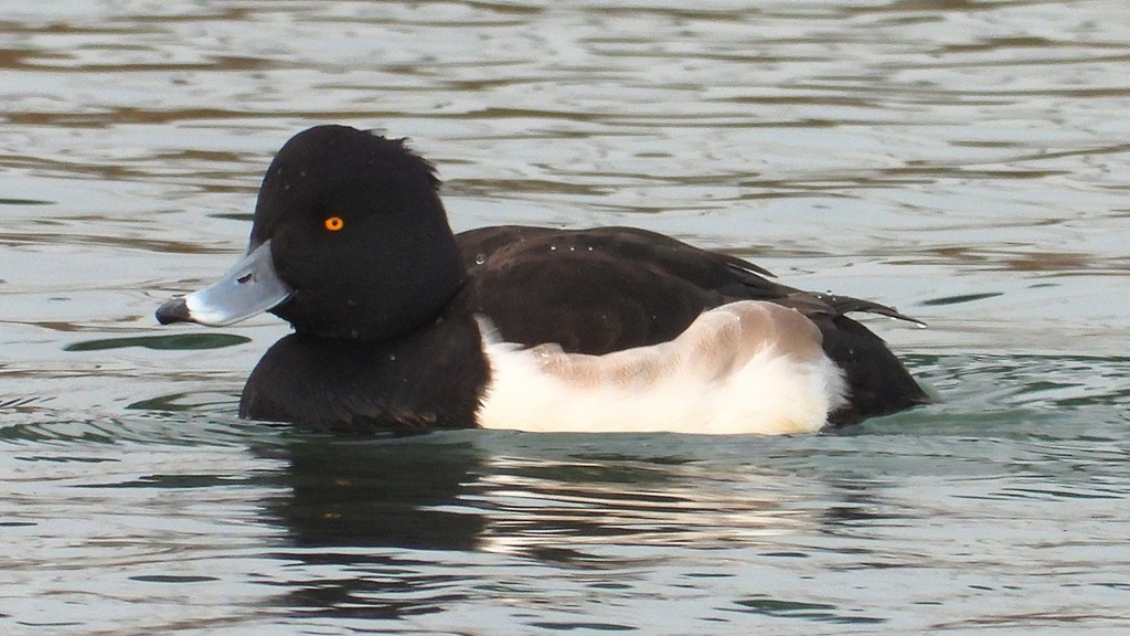 DSCN7148：キンクロハジロ（オス）