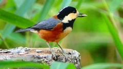 P2360361：ヤマガラ