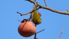 DSCN8633：メジロ