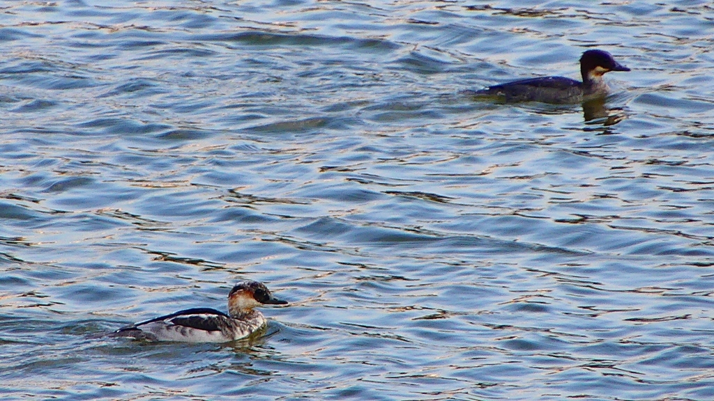 P2400742：ミコアイサ