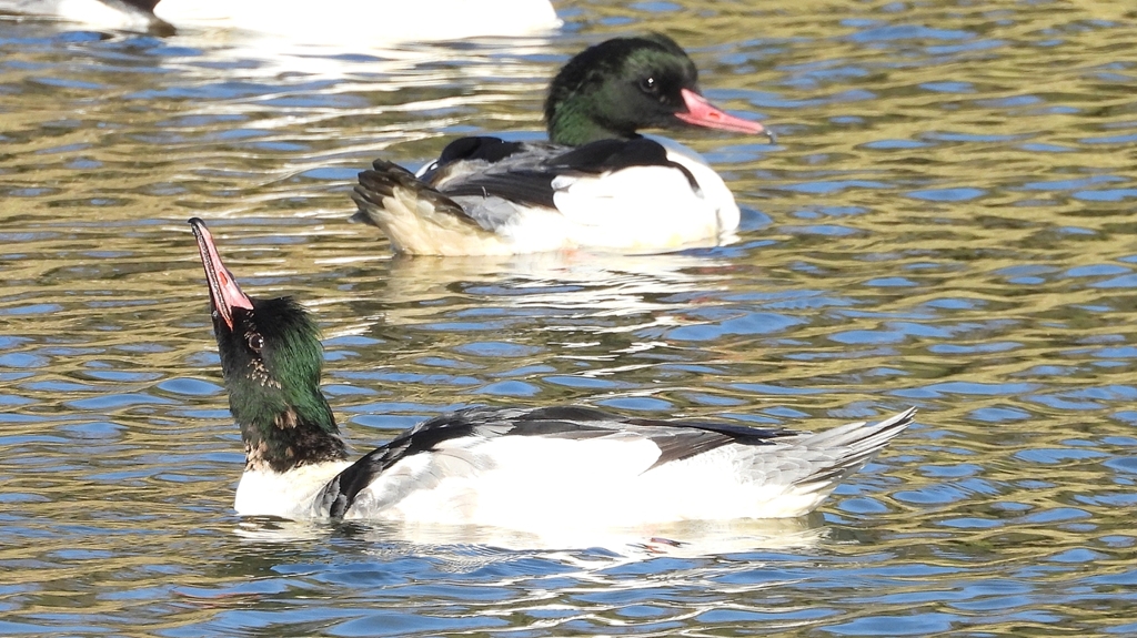 DSCN1969：カワアイサ（オス）