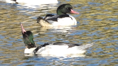 DSCN1969：カワアイサ（オス）