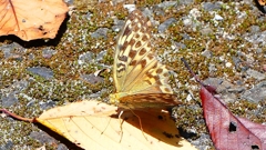 P2260420：ミドリヒョウモン