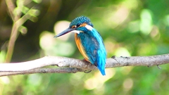 P2300418：カワセミ