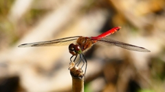 P2330551：アキアカネ（オス）