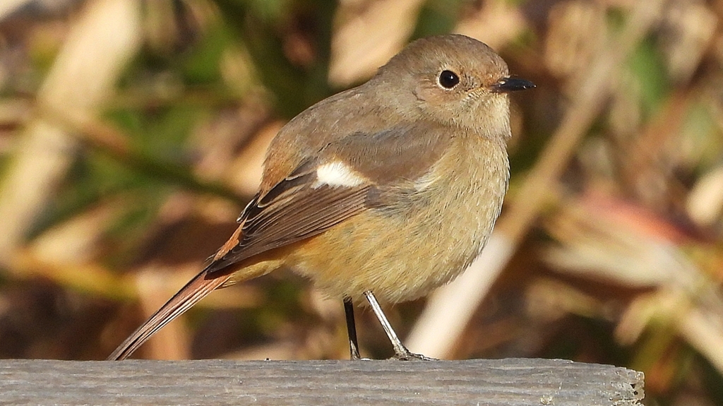 DSCN8113：ジョウビタキ（メス）