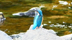 P2280305:カワセミ(オス) P2280305:カワセミ(オス)