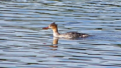 P2360890：ウミアイサ（メス）