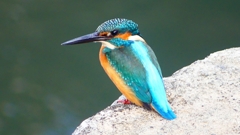 P2410099：カワセミ（オス）