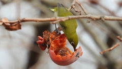 DSCN8533：メジロ