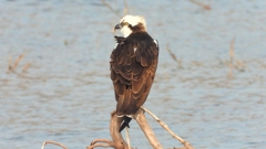 DSCN7386：ミサゴ