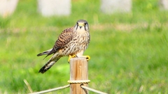 P2340415：チョウゲンボウ