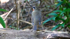 P2300873：ノゴマ（オス）