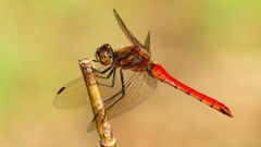 P2320262：アキアカネ（オス）