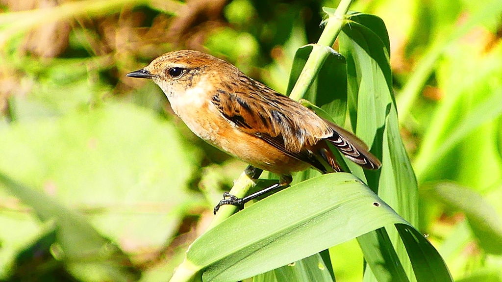 P2300313：ノビタキ