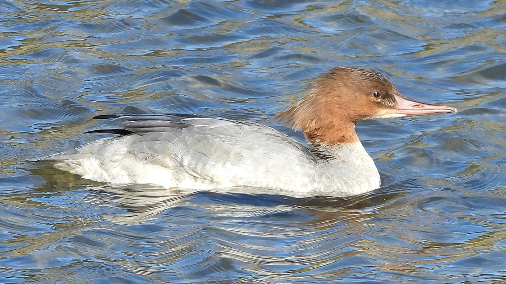 DSCN1536：カワアイサ（メス）