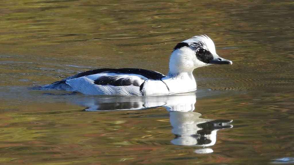 DSCN4925：ミコアイサ（オス）