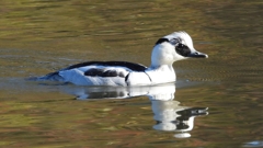 DSCN4925：ミコアイサ（オス）