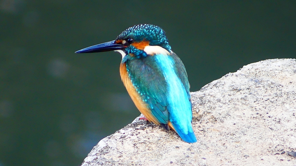 P2410077：カワセミ（オス）