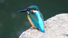 P2410077：カワセミ（オス）