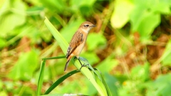 P2290322：ノビタキ