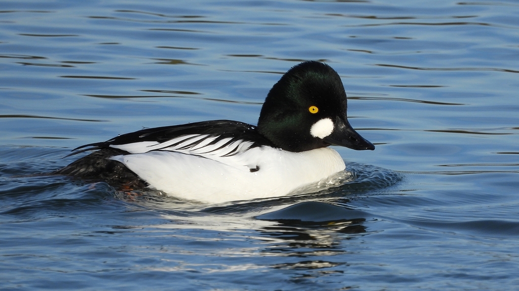 DSCN2504：ホオジロガモ（オス）