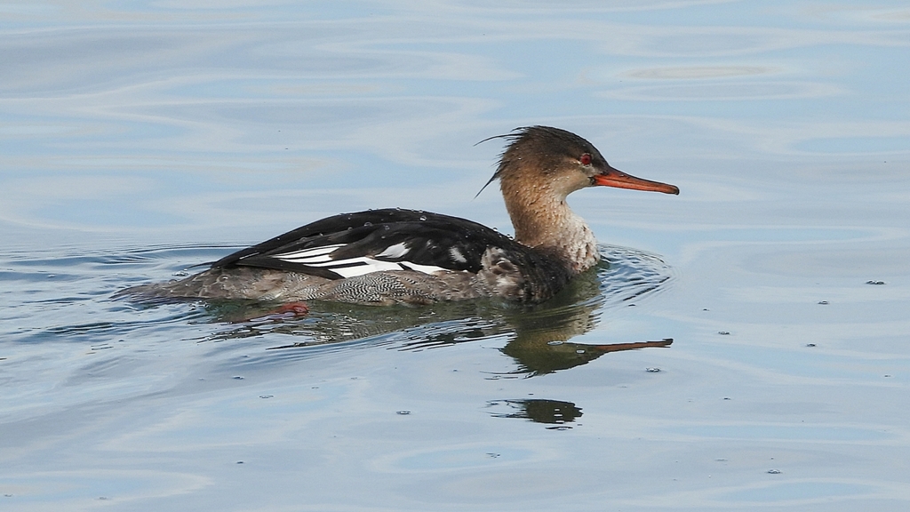 DSCN3207：ウミアイサ（オス）