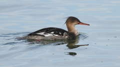 DSCN3207：ウミアイサ（オス）